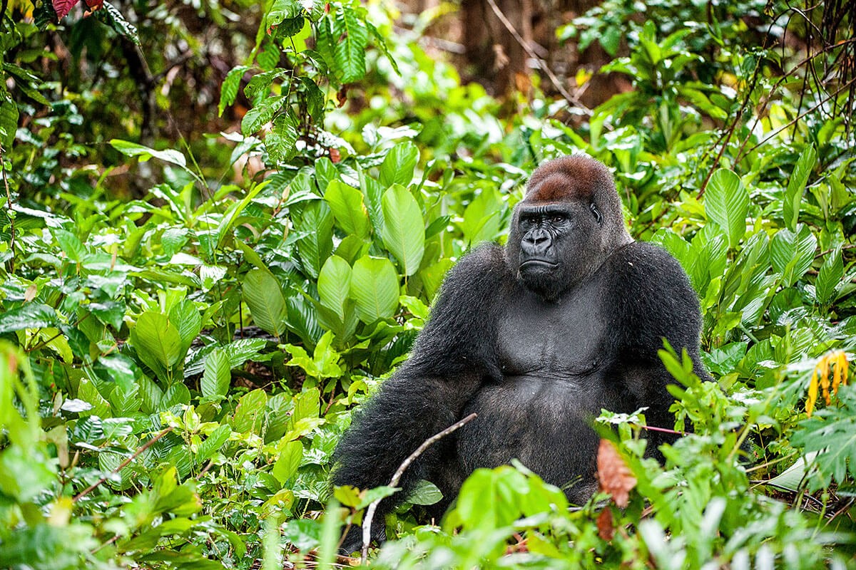 Reserve Naturelle de Gorilles de Lesio-Louna-Lefini in Brazzaville, Republic of Congo