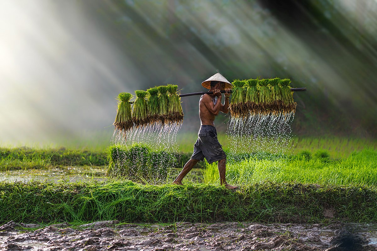 Asian farmer goes with rice seedlings for planting Asian farmer goes with rice seedlings for planting