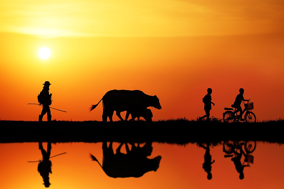 The walk of a man with children and a cow at sunset The walk of a man with children and a cow at sunset