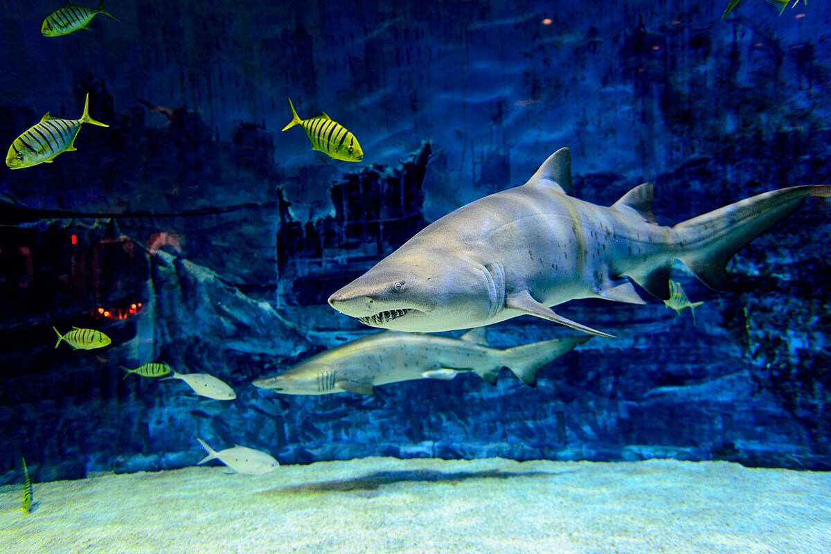 Shark in an aquarium with fish Shark in an aquarium with fish