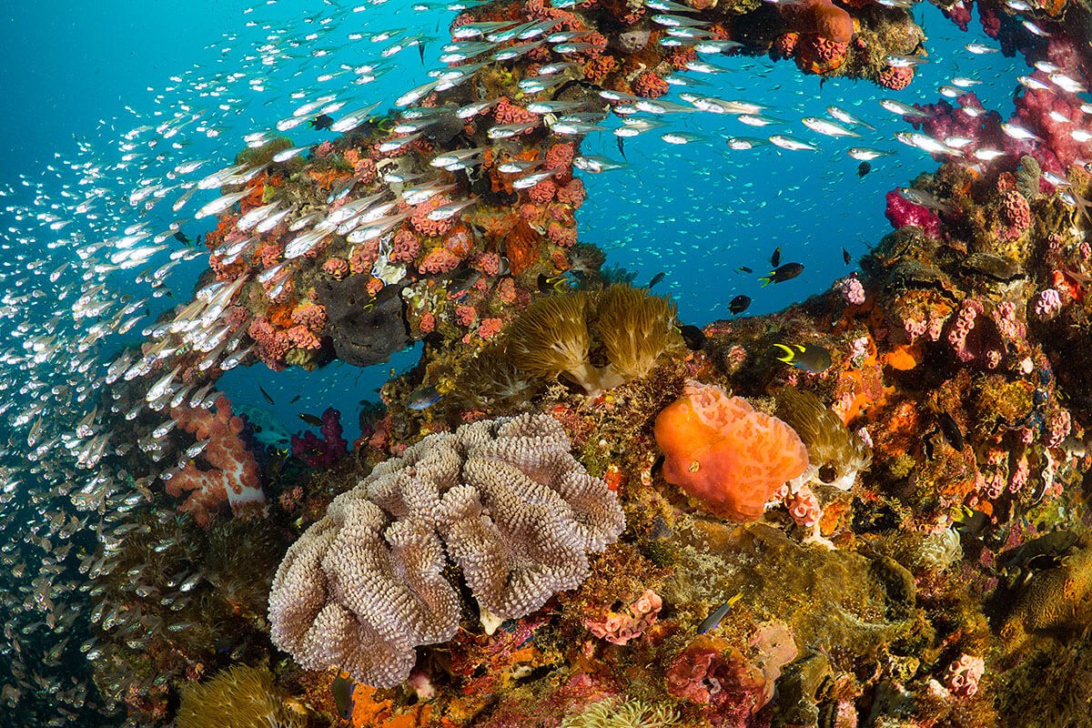 Beautiful coral reefs in Australia Beautiful coral reefs in Australia
