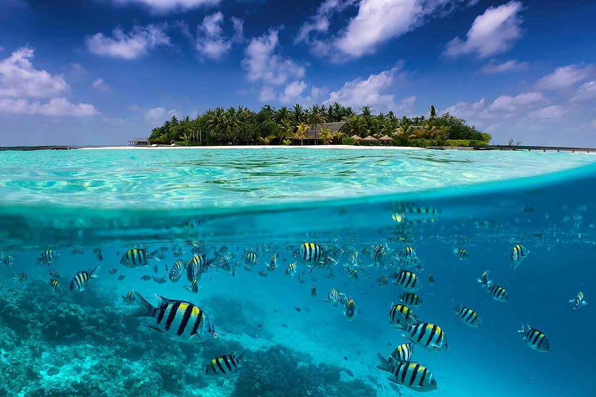 Underwater view of fish and corals - Maldives Underwater view of fish and corals - Maldives