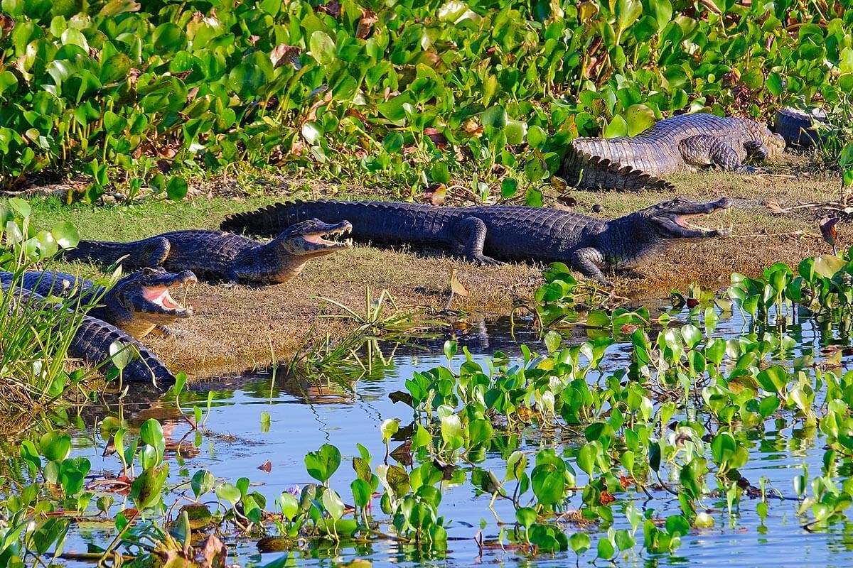 Experiencing the Diverse Wildlife of Argentina Experiencing the Diverse Wildlife of Argentina
