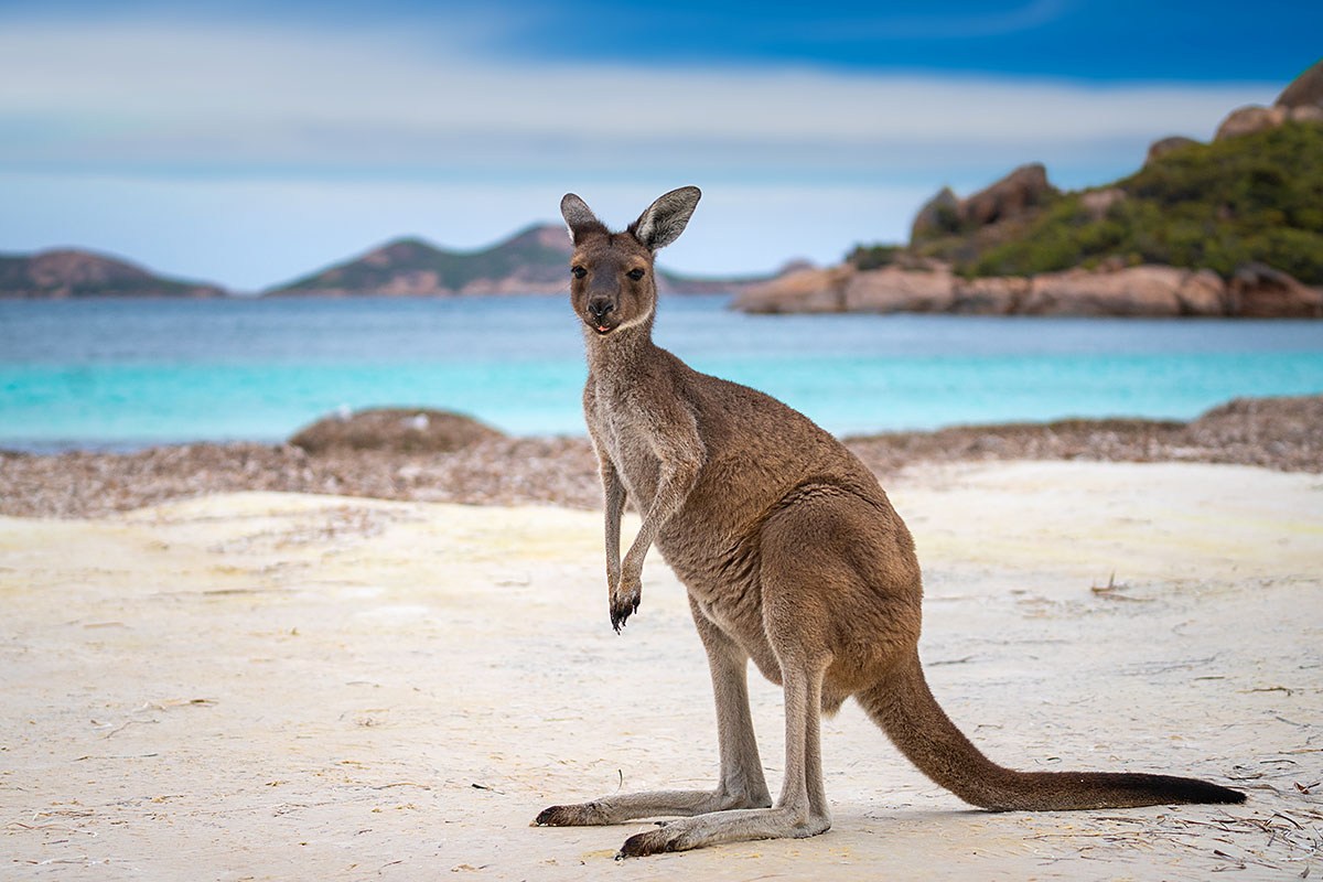 Image of Western Grey Kangaroo, Australia Image of Western Grey Kangaroo, Australia