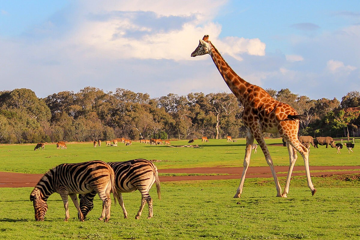 Image of animals at Melbourne Zoo, Australia Image of animals at Melbourne Zoo, Australia