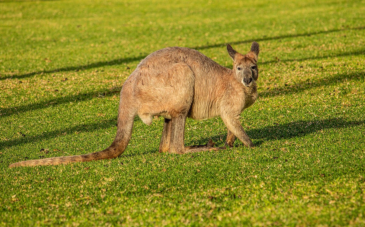 Image of Antilopine Kangaroo, Australia Image of Antilopine Kangaroo, Australia