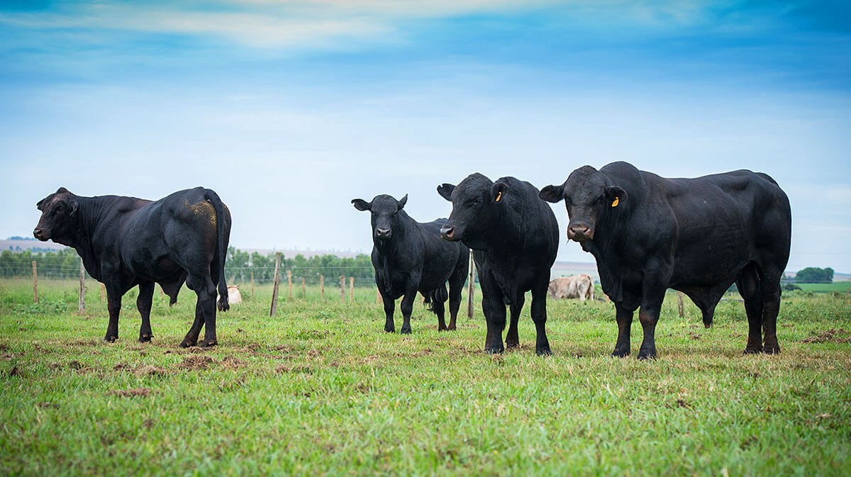 A resurrected ox is the major attraction of Brazil's annual festival A resurrected ox is the major attraction of Brazil's annual festival