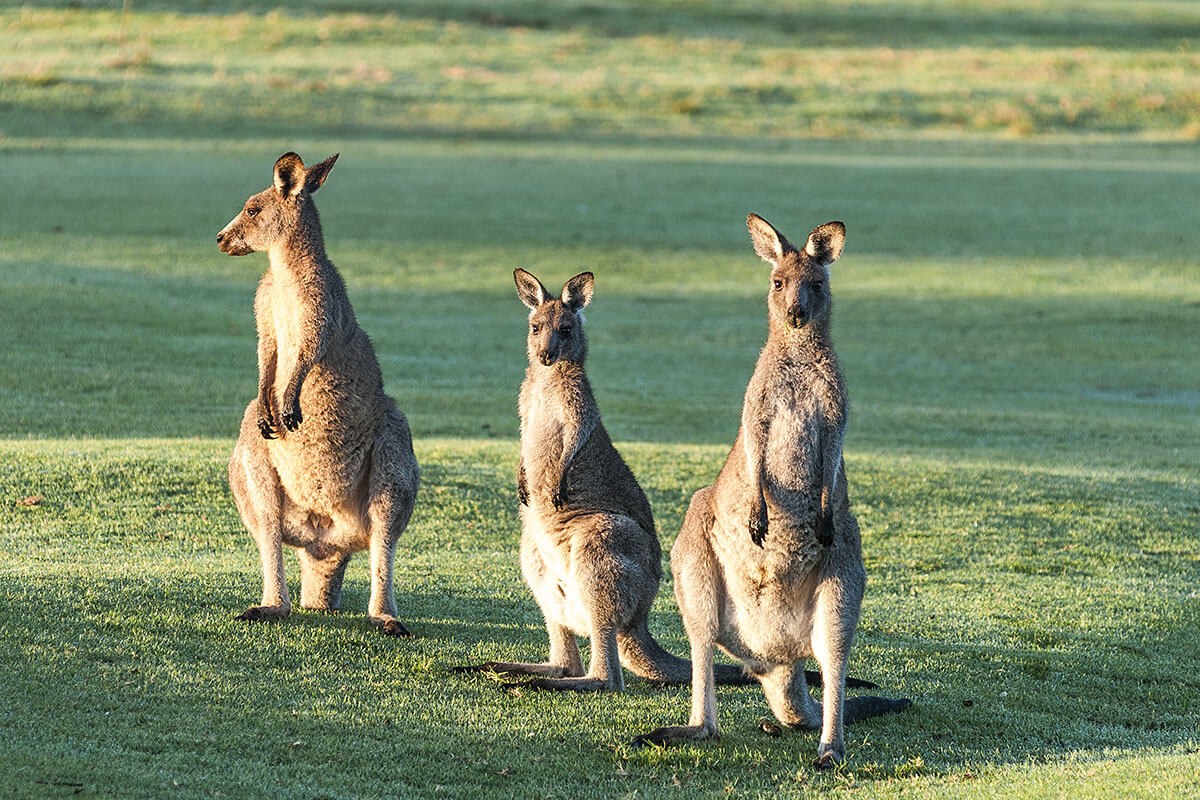 Image of an Eastern Gray Kangaroo in Australia Image of an Eastern Gray Kangaroo in Australia