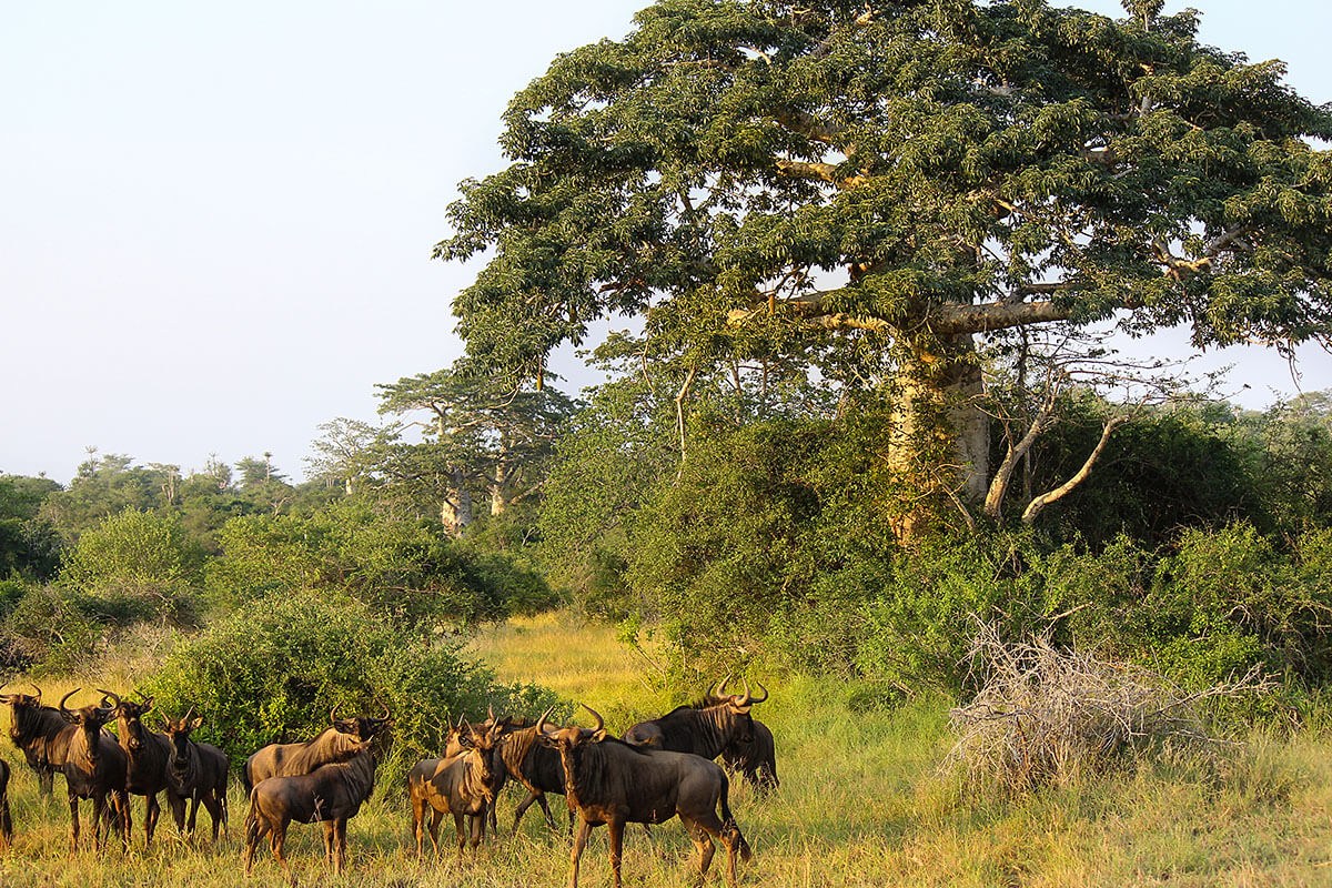 Quiçama National Park - Luanda, Angola