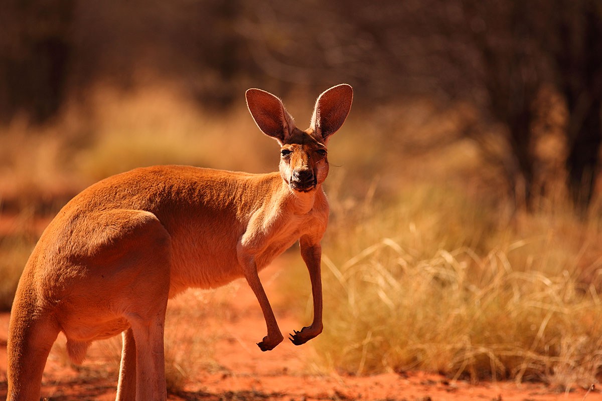 Red Kangaroo - photo from Australia Red Kangaroo - photo from Australia