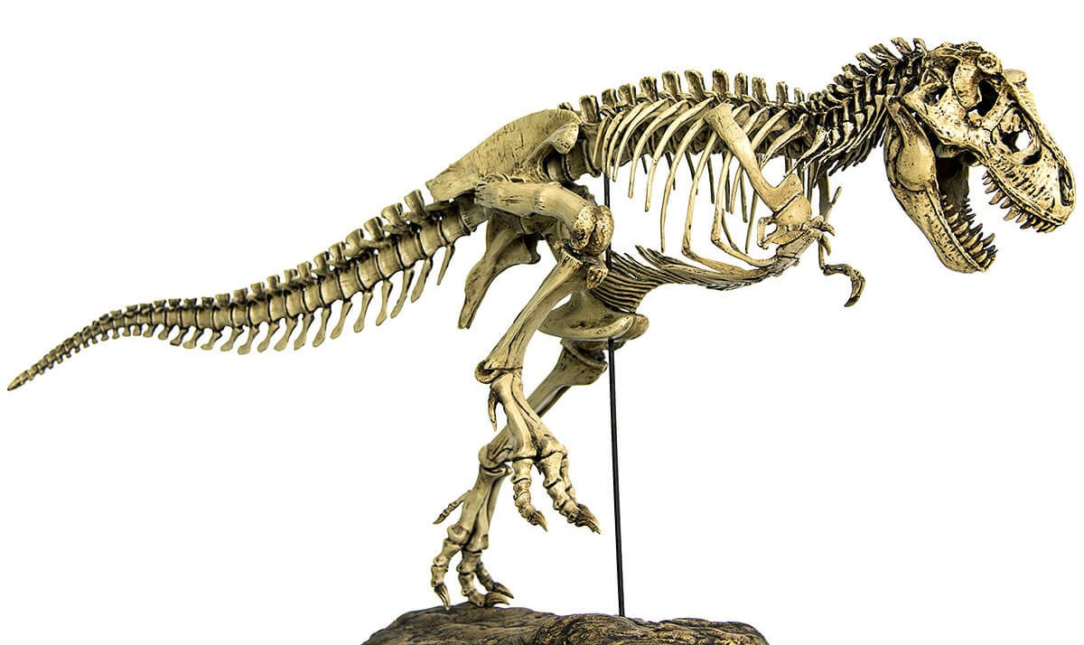 Image of the famous Tyrannosaurus Rex dinosaur - Museum in Sao Paulo