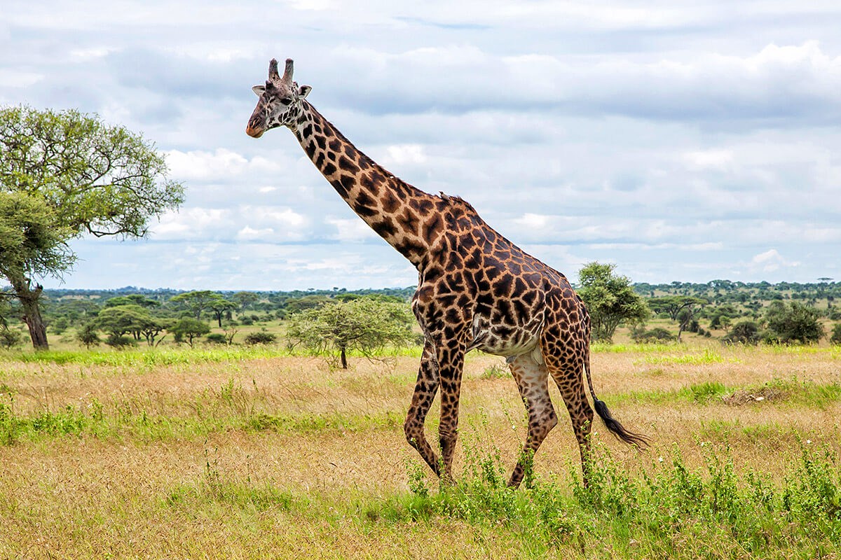 Image of tall giraffe in African National Park Image of tall giraffe in African National Park