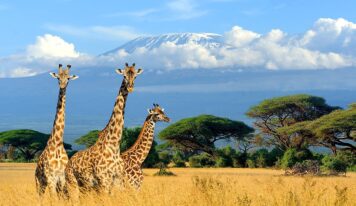 10 Fascinating Facts About Life in Africa