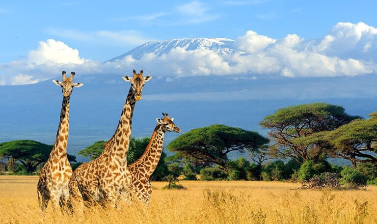 Panoramic view of the mountains and National Park in Africa Panoramic view of the mountains and National Park in Africa