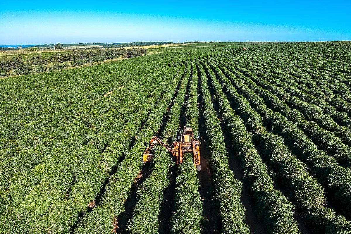 Large coffee plantation in Brazil Large coffee plantation in Brazil