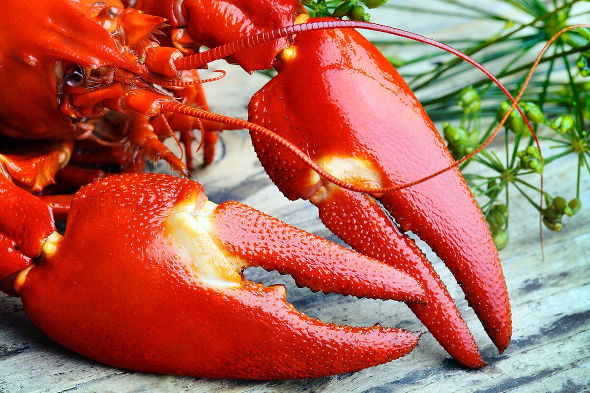 Image of a big red crayfish Image of a big red crayfish