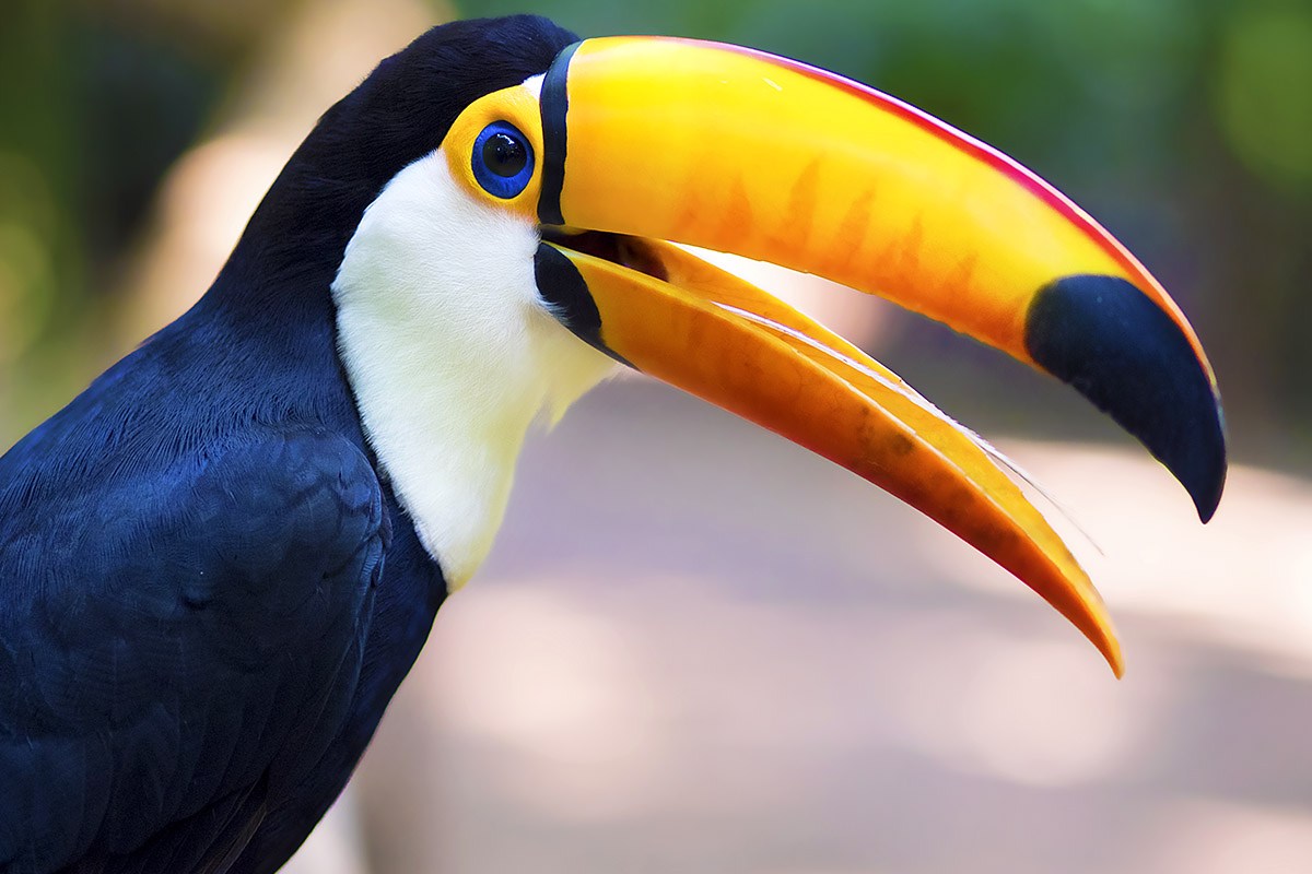 Beautiful big Toucan sitting on a branch Beautiful big Toucan sitting on a branch