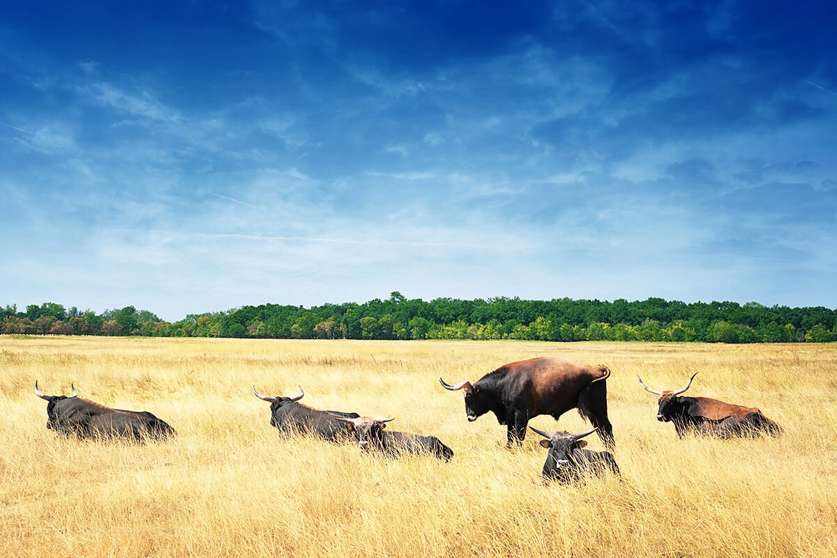 Image of Hortobagy National Park, Hungary Image of Hortobagy National Park, Hungary
