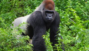 Travel to the city of Kinshasa, Republic of the Congo