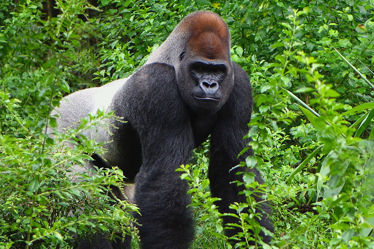 Travel to the city of Kinshasa, Republic of the Congo