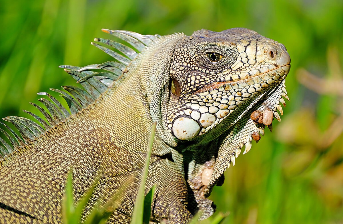 Image of green Iguana Image of green Iguana