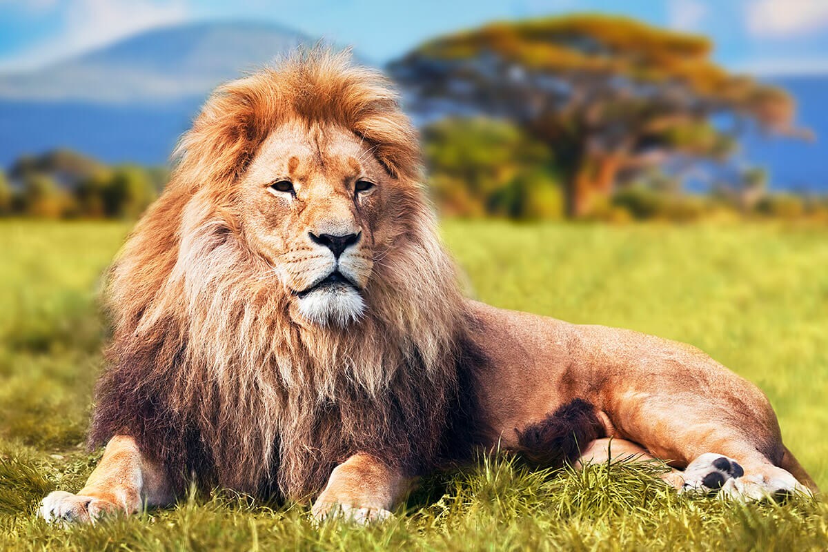 Image of a large lion lying on the grass Image of a large lion lying on the grass