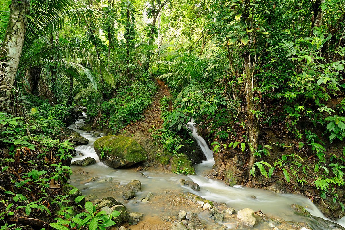 Image of a beautiful forest, Colombia Image of a beautiful forest, Colombia