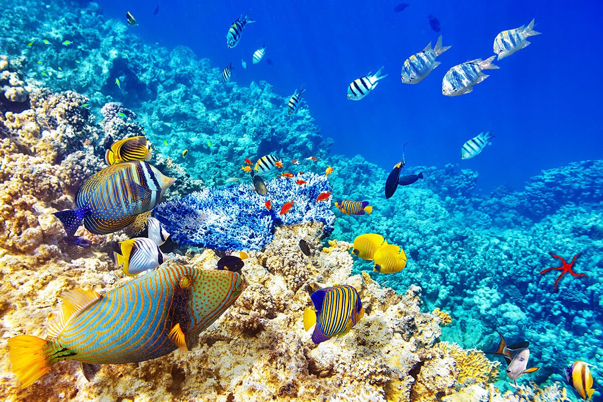 Image of the underwater world, Dominican Republic Image of the underwater world, Dominican Republic