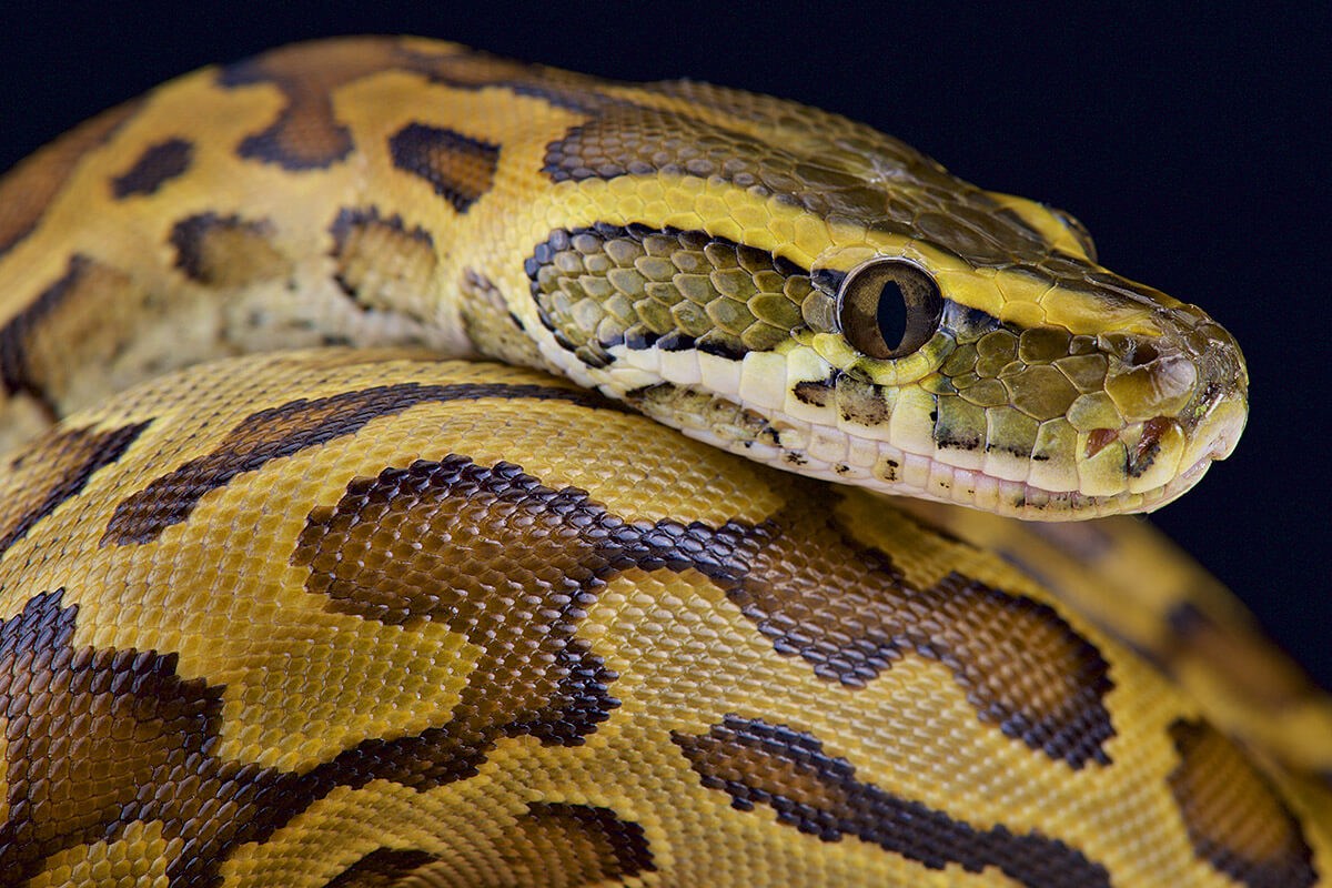 Image of African rock python Image of African rock python
