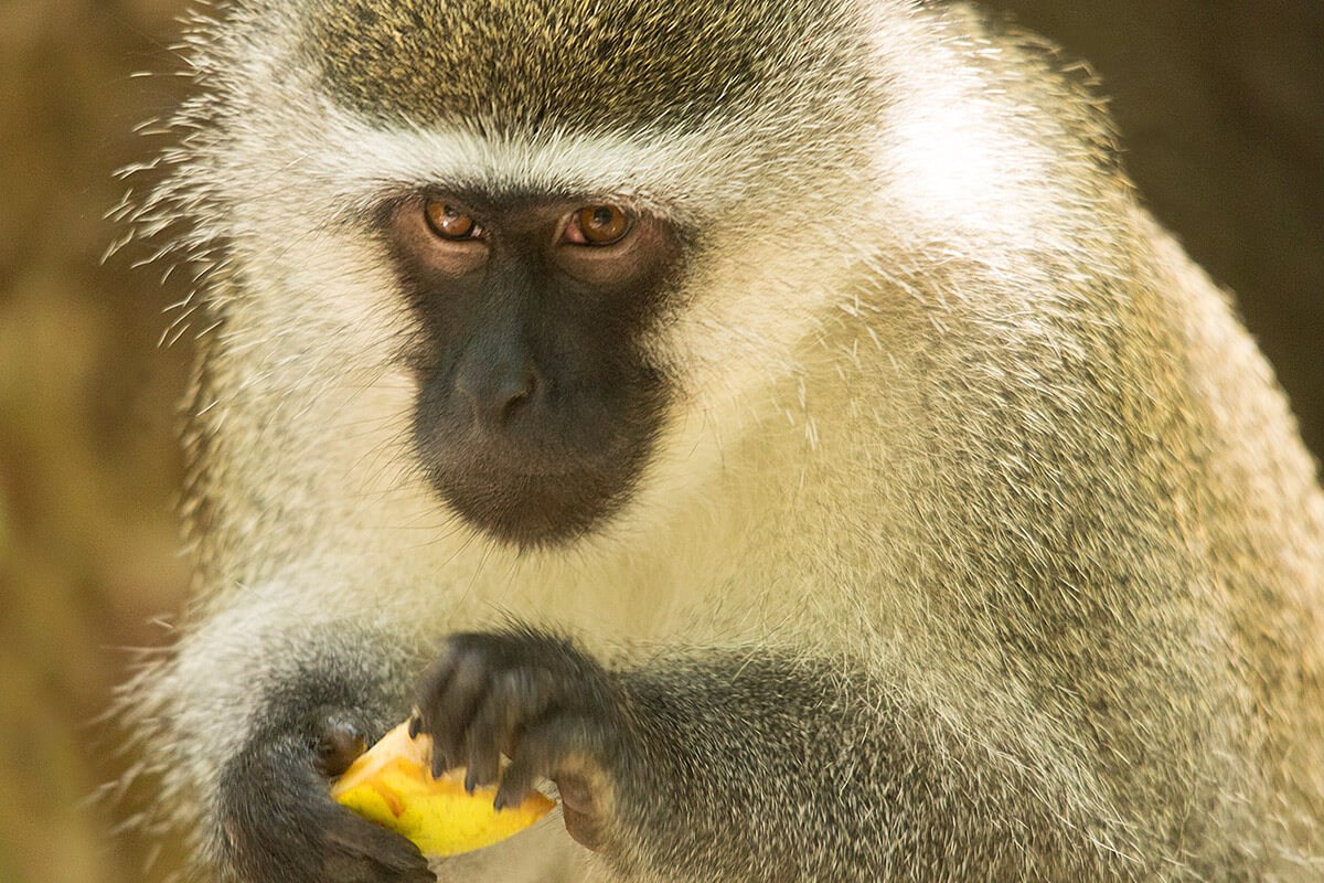 Image of a monkey Image of a monkey