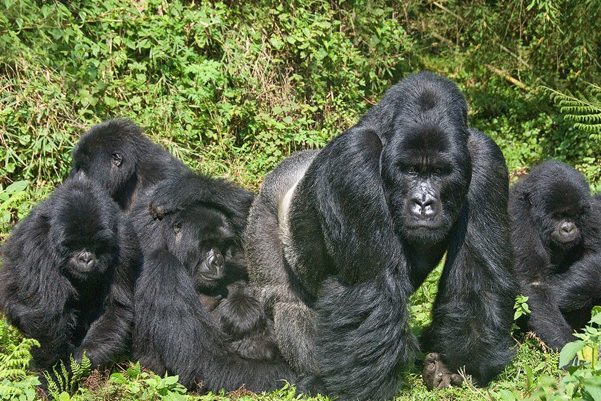 Image of a gorilla family Image of a gorilla family