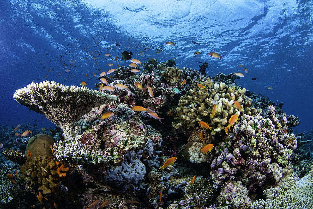 Image of colorful corals and various fish underwater, Maldives Image of colorful corals and various fish underwater, Maldives
