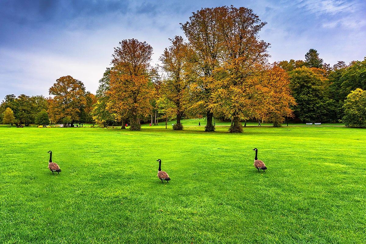 Image of the magnificent Slottsskogen Park, Gothenburg, Sweden Image of the magnificent Slottsskogen Park, Gothenburg, Sweden