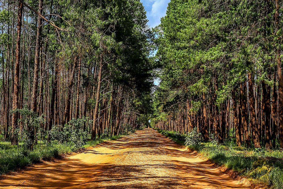 Image of a dense forest and road in city of Huambo, Angola Image of a dense forest and road in city of Huambo, Angola