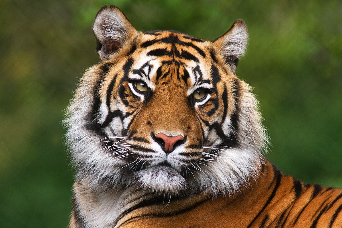 Image of a beautiful Bengal tiger, Mexico