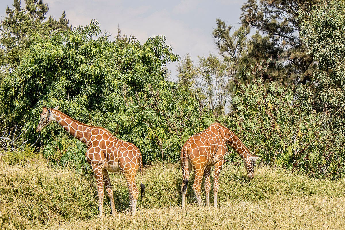 Image of giraffes that eat tree leaves, Guadalajara, Mexico