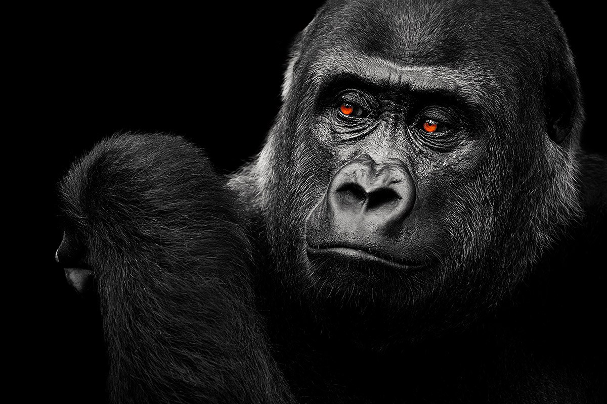 Image of a large and beautiful Gorilla Image of a large and beautiful Gorilla