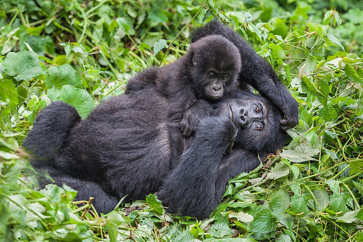 Image of a Gorilla mother and her baby who play in the wild, Republic of the Congo Image of a Gorilla mother and her baby who play in the wild, Republic of the Congo