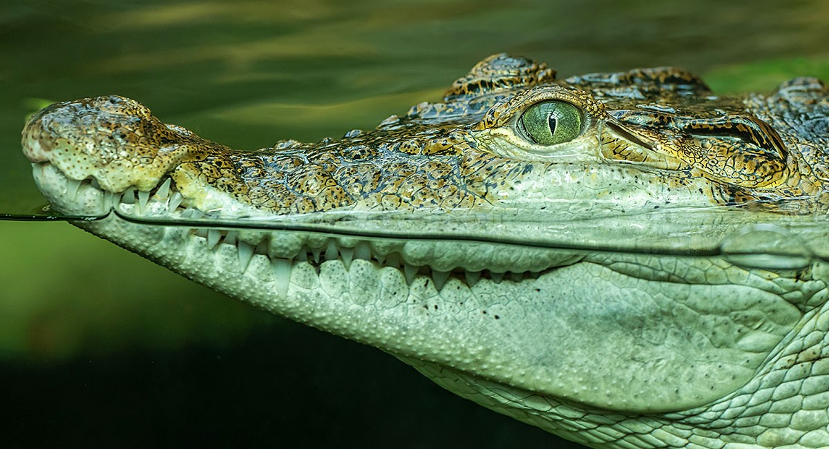 Image of a crocodile with big teeth Image of a crocodile with big teeth
