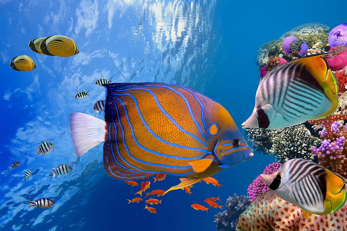 Beautiful underwater world with corals and fish, Hurghada, Egypt