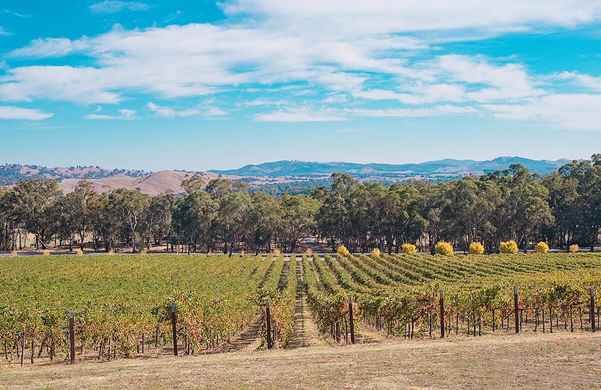 Image of mountains and fields of vineyards, Bendigo, Australia Image of mountains and fields of vineyards, Bendigo, Australia