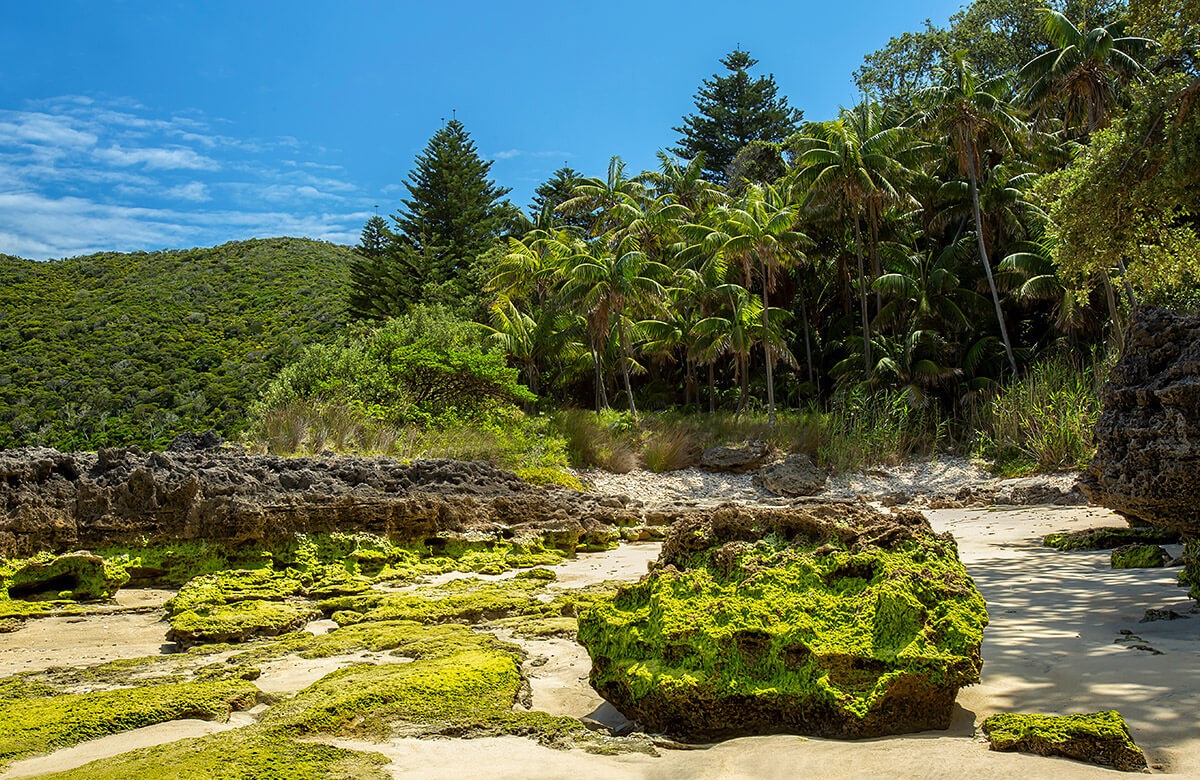 Beautiful view of the palm trees and the beach at low tide, Lord Howe Island