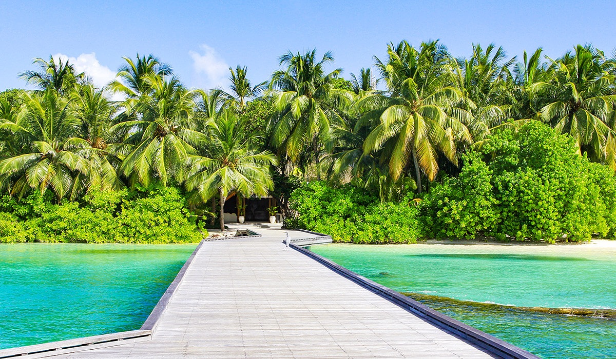 Image of palm trees and green plants, Kuramathi, Maldives Image of palm trees and green plants, Kuramathi, Maldives