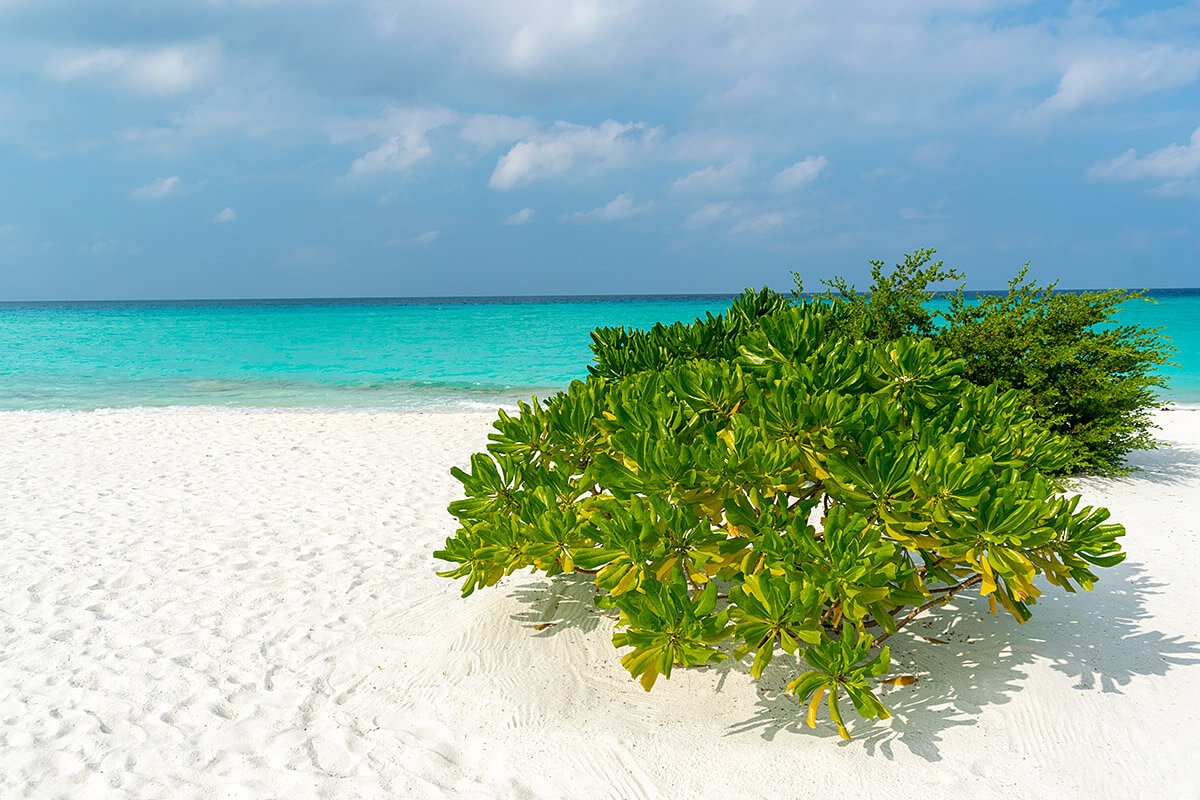 View of the beach and green plants, island of Kuramathi, Maldives View of the beach and green plants, island of Kuramathi, Maldives