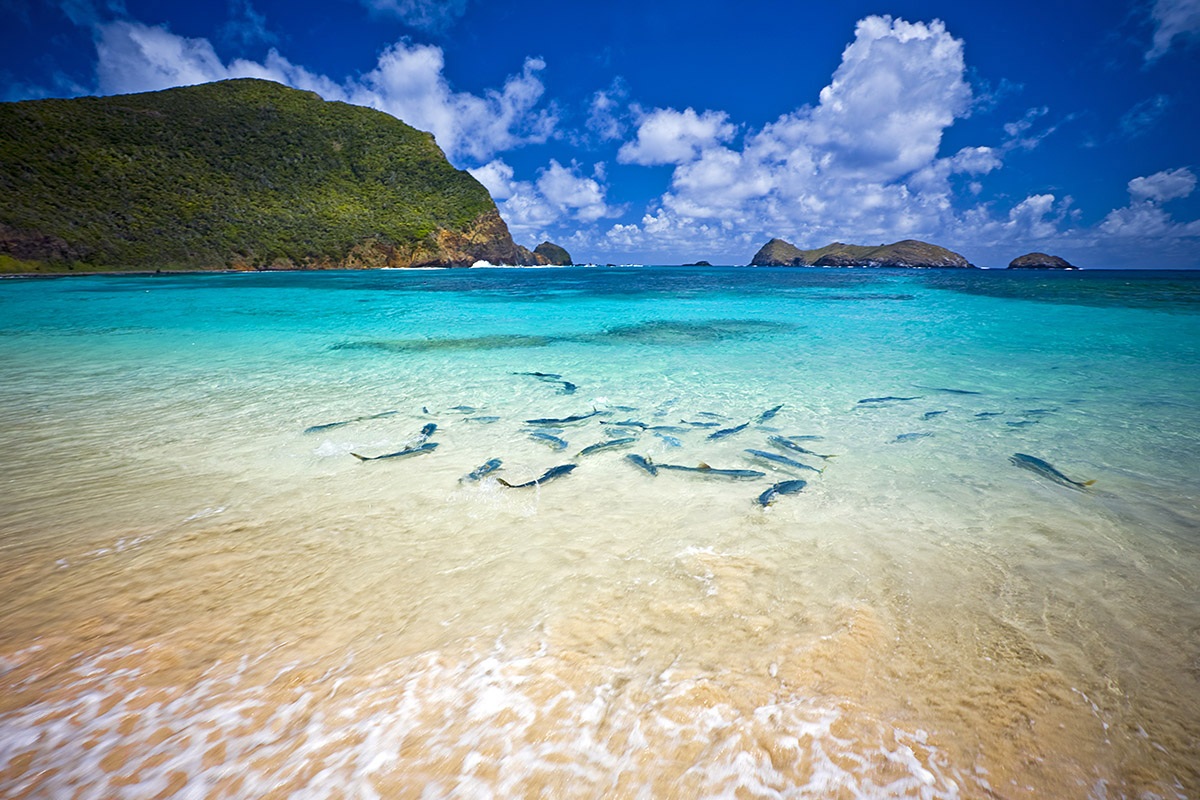 View of the mountain and the ocean with splashing fish, Island of Lord Howe