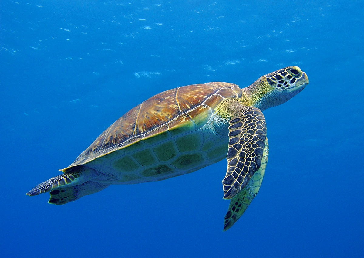 Image of a floating turtle in the sea, Zakynthos, Greece Image of a floating turtle in the sea, Zakynthos, Greece