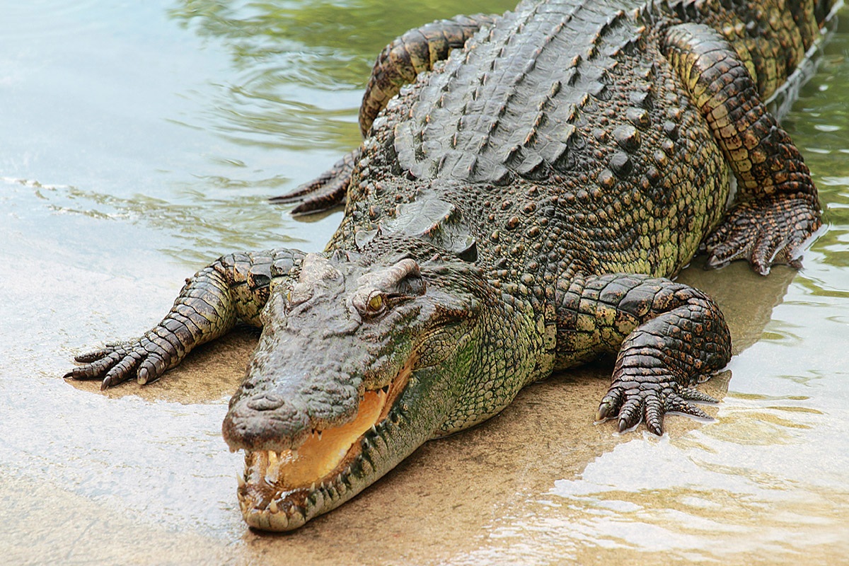 Image of a large Crocodile emerging from the water Image of a large Crocodile emerging from the water