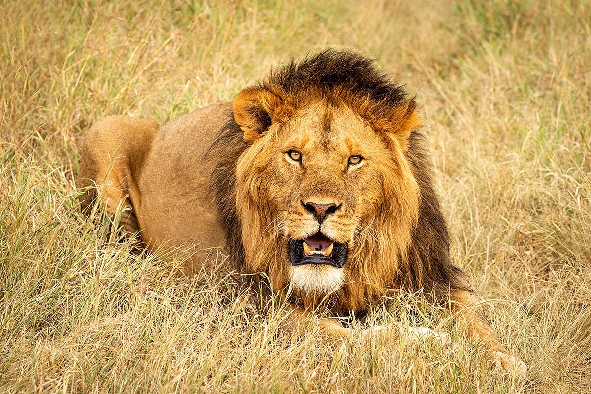 Wild Lion lies on the grass, Africa Wild Lion lies on the grass, Africa
