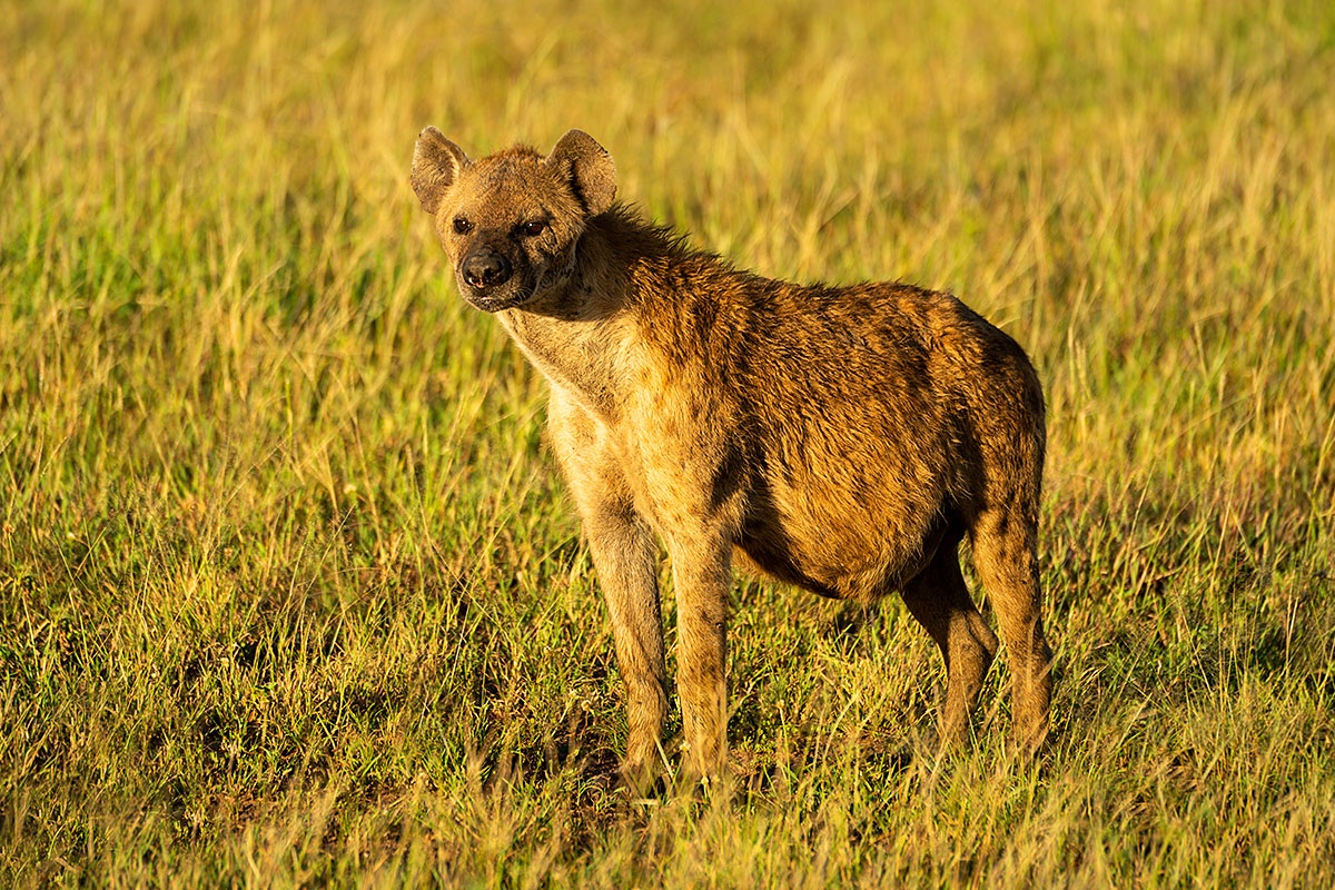 The predatory Hyena looks ahead carefully, African Territory The predatory Hyena looks ahead carefully, African Territory