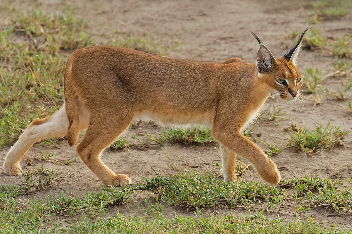Image of a Caracal walking on the grass, African Continent Image of a Caracal walking on the grass, African Continent